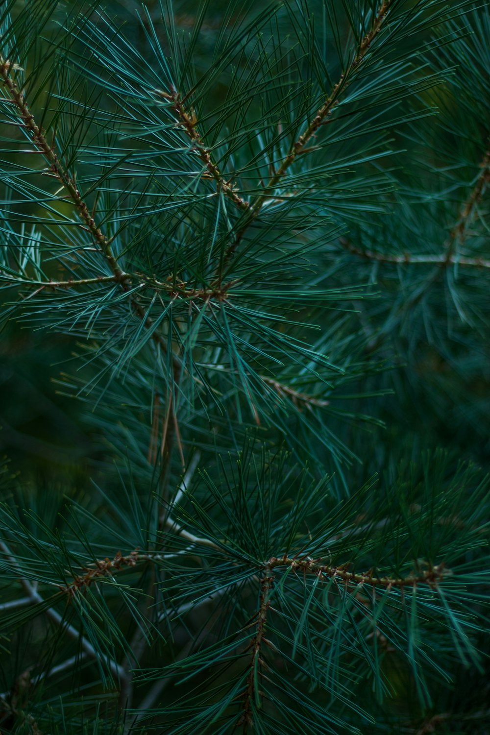 hojas verdes de pino en fotografía de primer plano