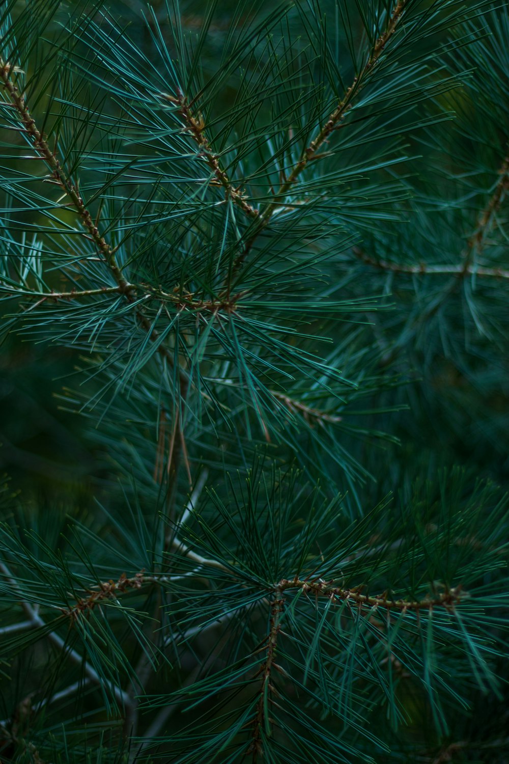 foglie di pino verde in primo piano fotografia