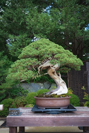 A meticulously shaped bonsai tree sits in a shallow pot on a wooden table. The tree features a twisted and gnarled trunk, with lush green foliage neatly trimmed. Behind it, a lush garden with dense shrubbery and a rock wall provides a natural background.