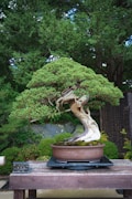 A meticulously shaped bonsai tree sits in a shallow pot on a wooden table. The tree features a twisted and gnarled trunk, with lush green foliage neatly trimmed. Behind it, a lush garden with dense shrubbery and a rock wall provides a natural background.