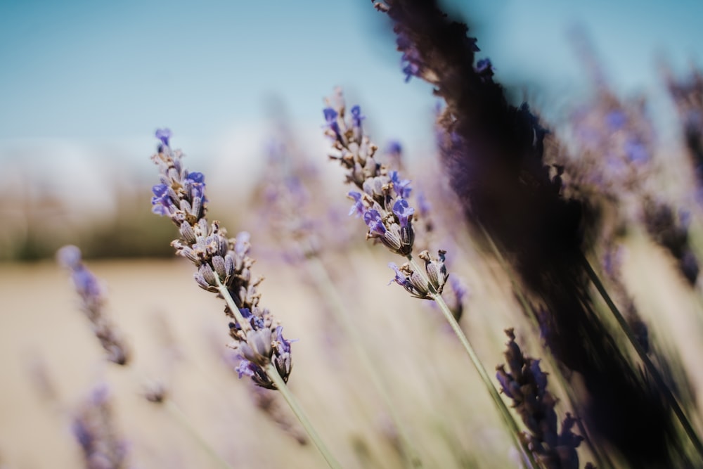 fleur pourpre en gros plan photographie