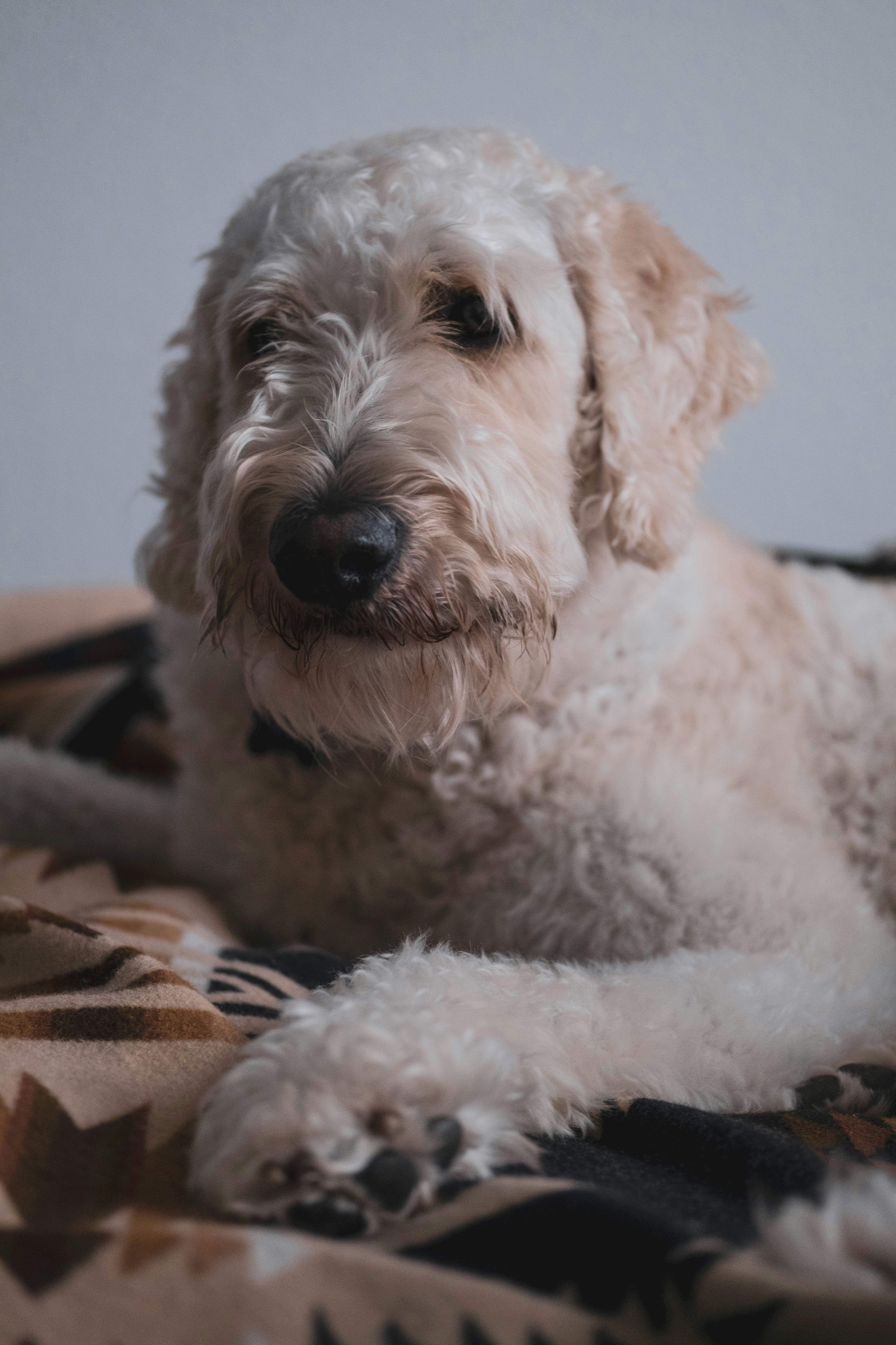 Photo by joshdixon00