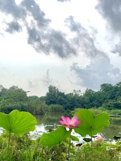 A serene lotus pond reflecting the blue sky surrounded by vibrant greenery