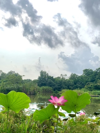 A serene lotus pond reflecting the clear blue sky, surrounded by vibrant greenery.