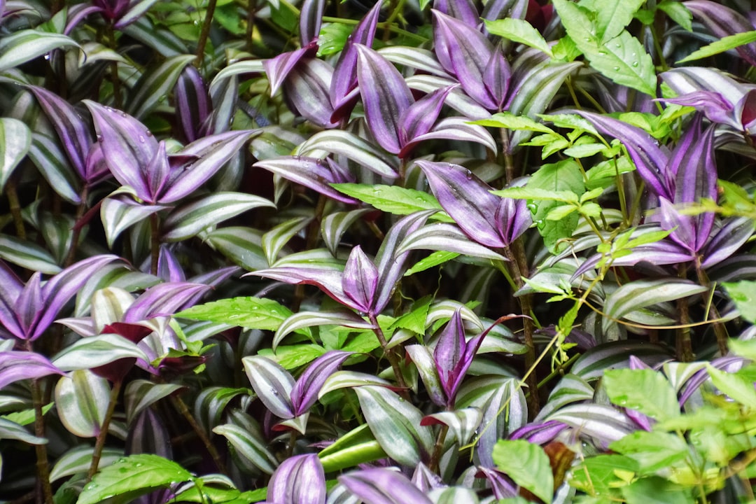 purple and green leaves plant