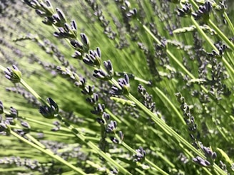 Close-up of vibrant lavender and eucalyptus plants used for essential oils.