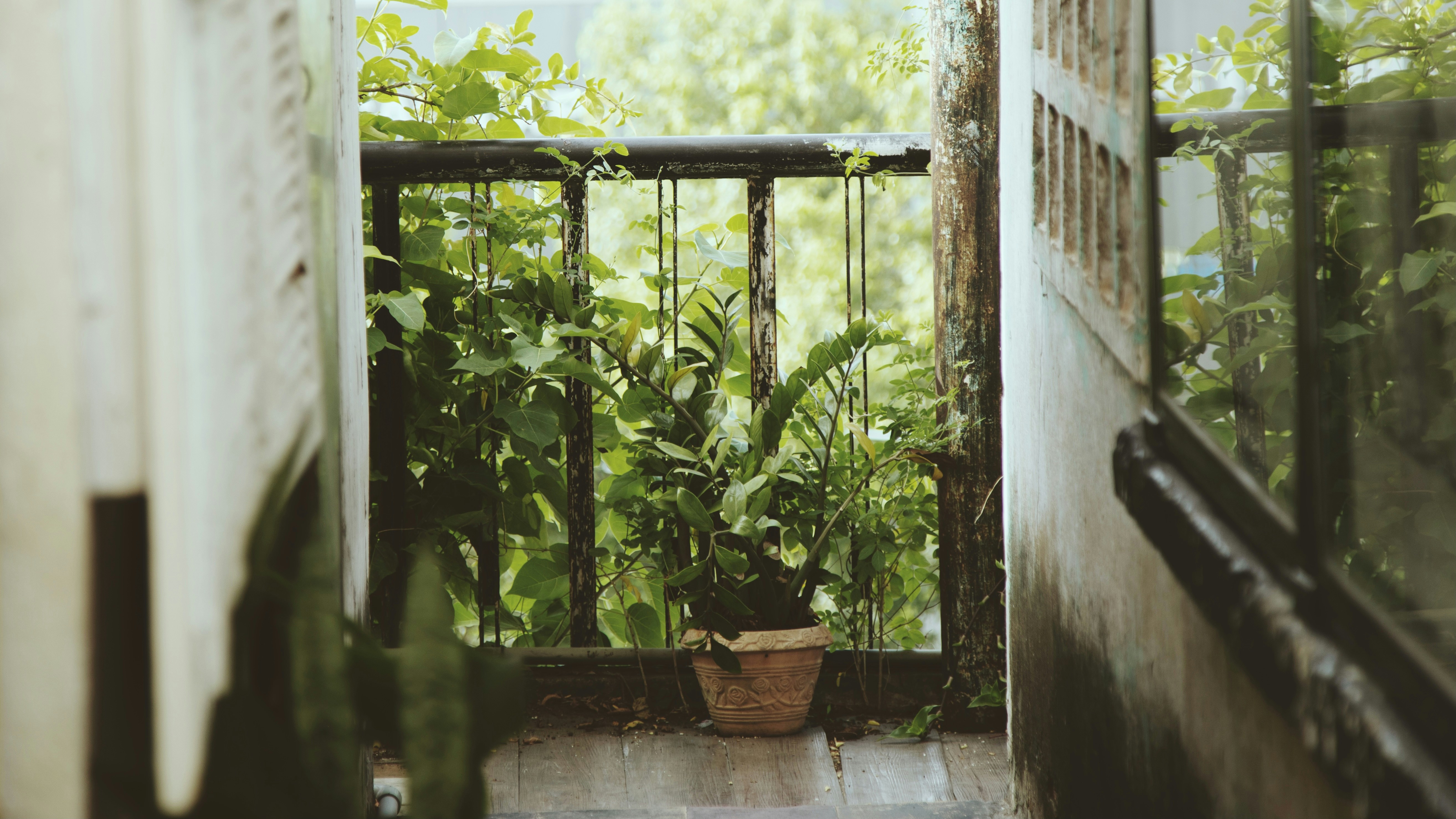 green plants on brown clay pot