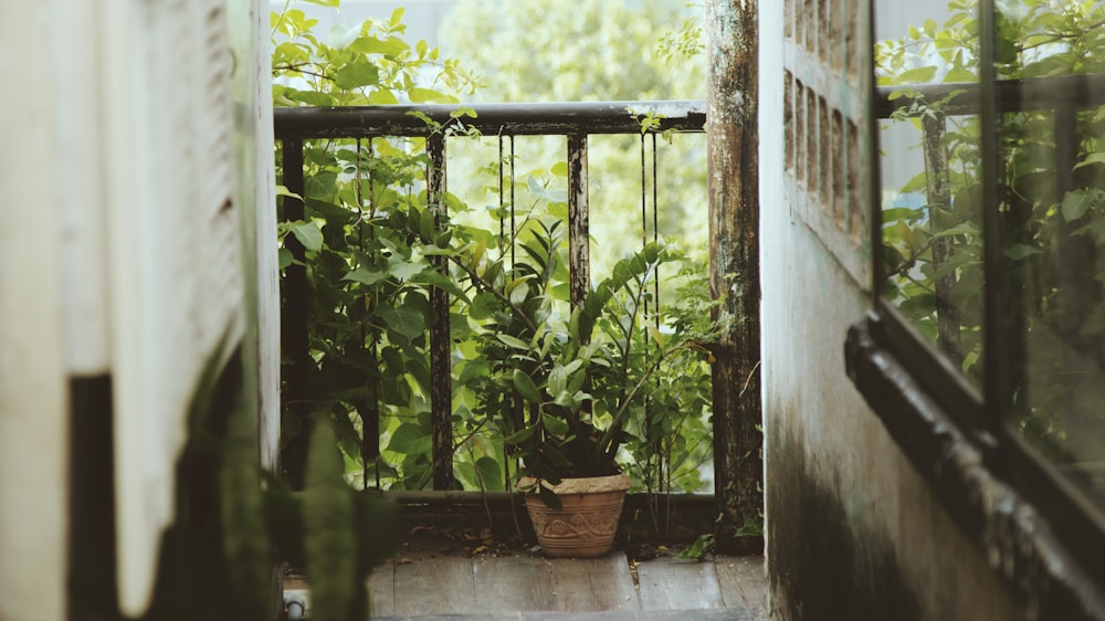 Plantas verdes en maceta de barro marrón