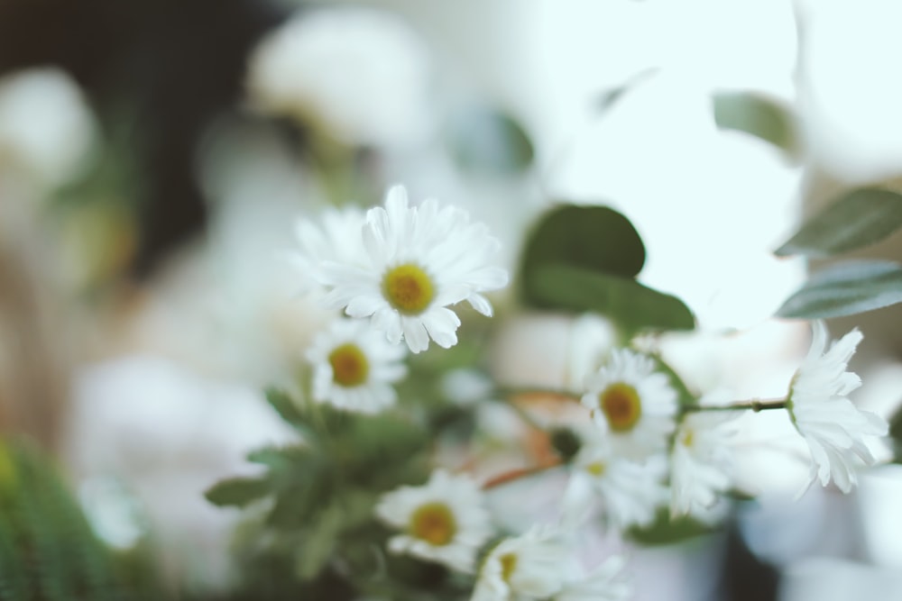 white and yellow flowers in tilt shift lens