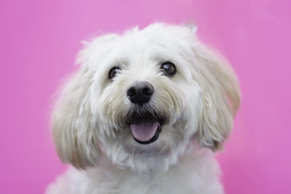 white long coated small dog