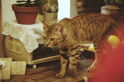 brown tabby cat on brown wooden floor