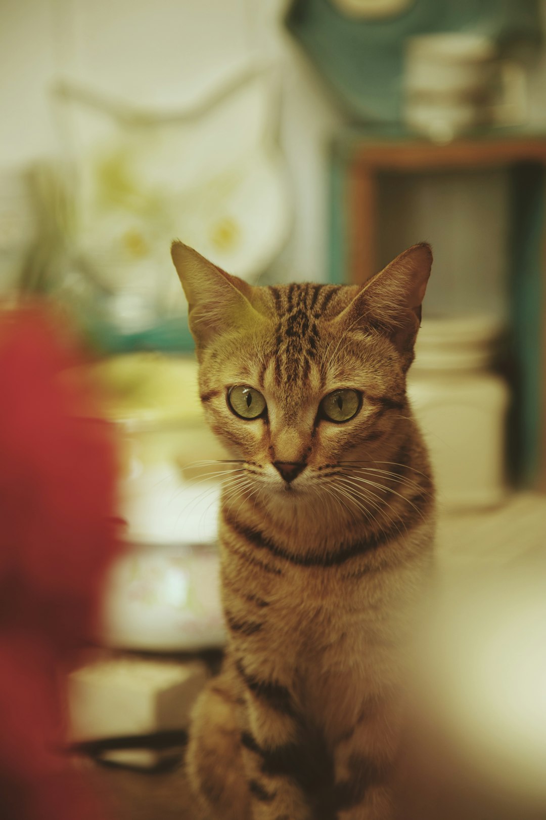 brown tabby cat on white textile