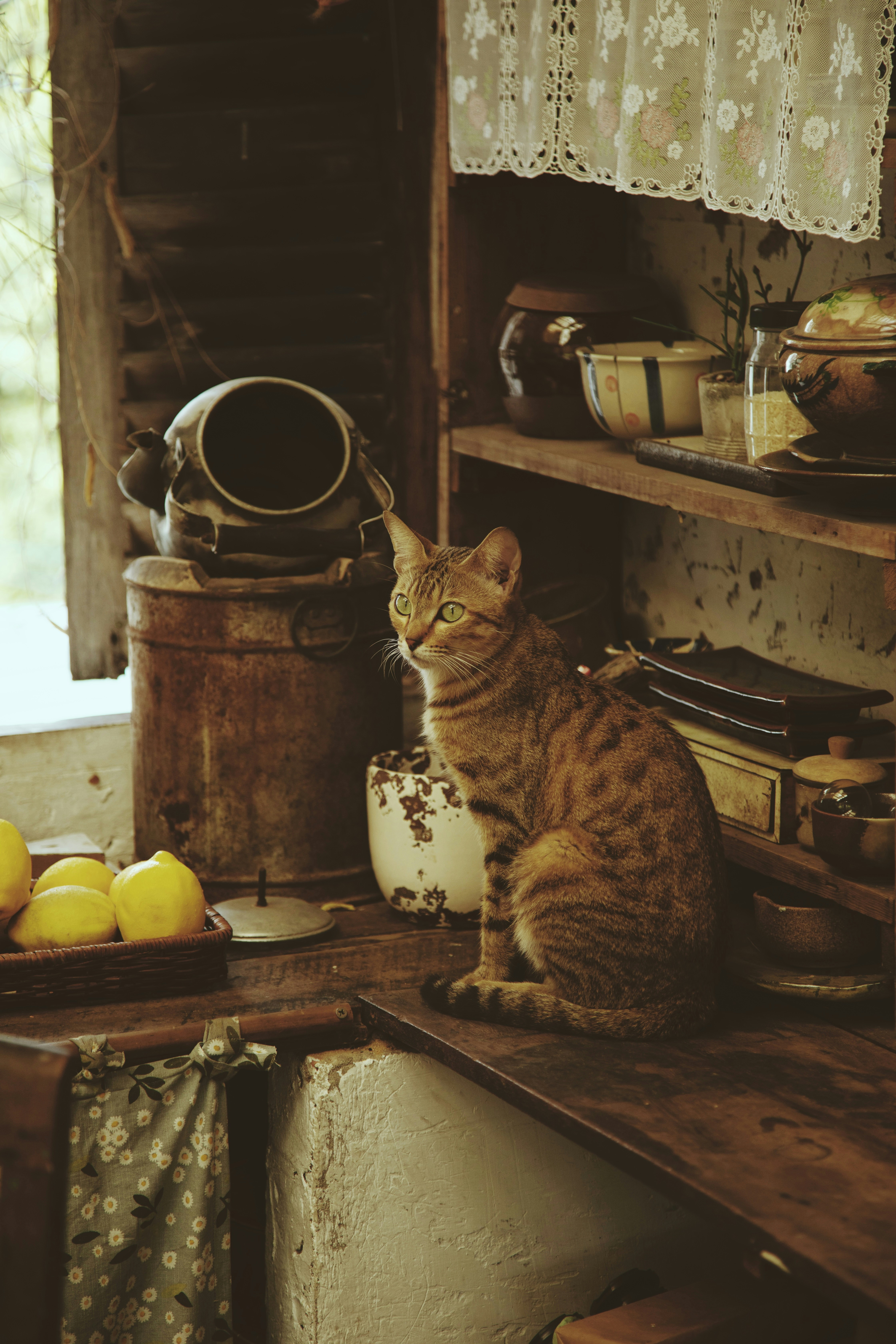 brown tabby cat on brown wooden table