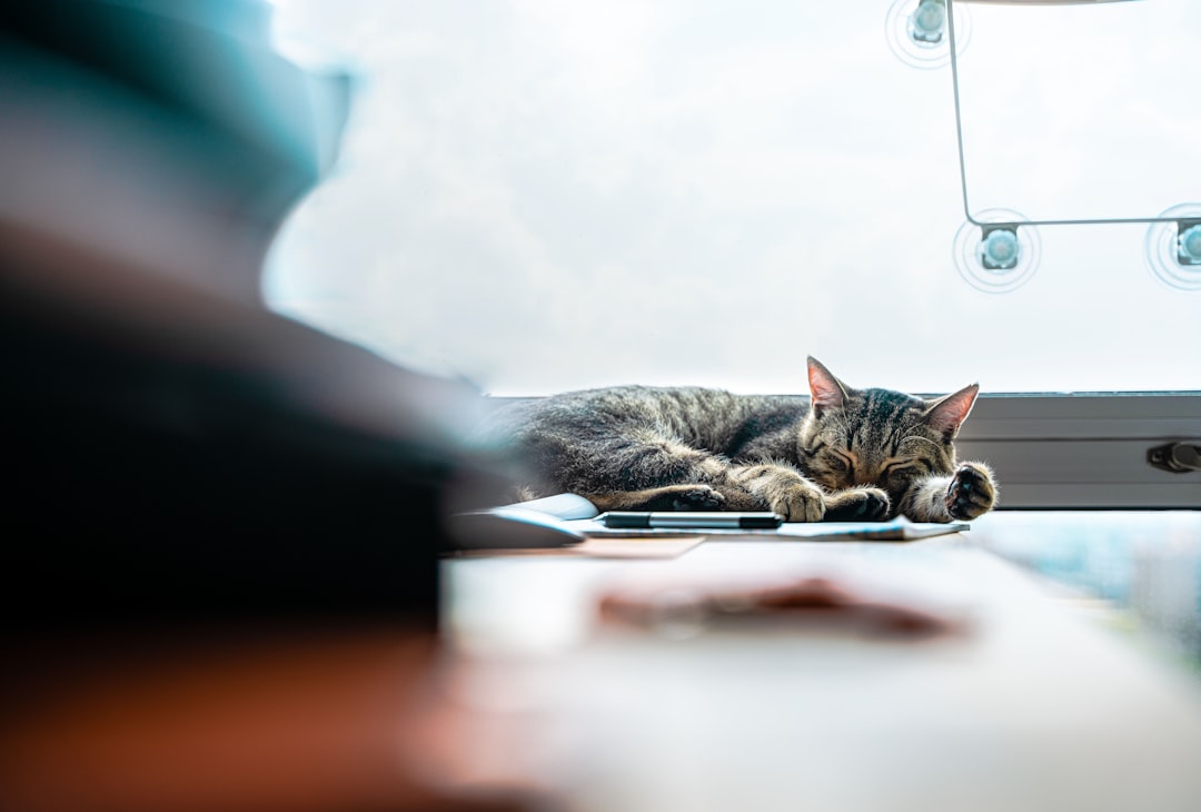 silver tabby cat lying on white table