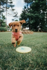 brown short coated puppy on green grass field during daytime