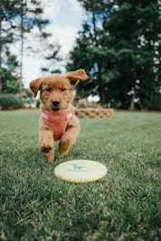 brown short coated puppy on green grass field during daytime