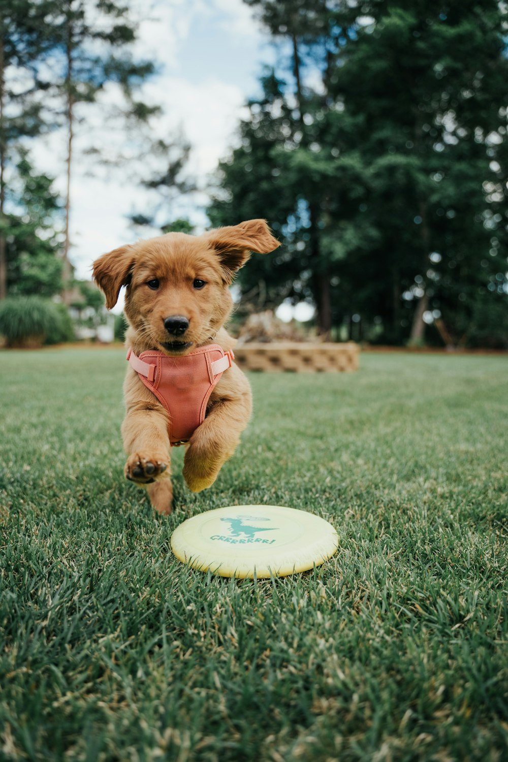 日中の緑の芝生の上の茶色の短いコーティングされた子犬