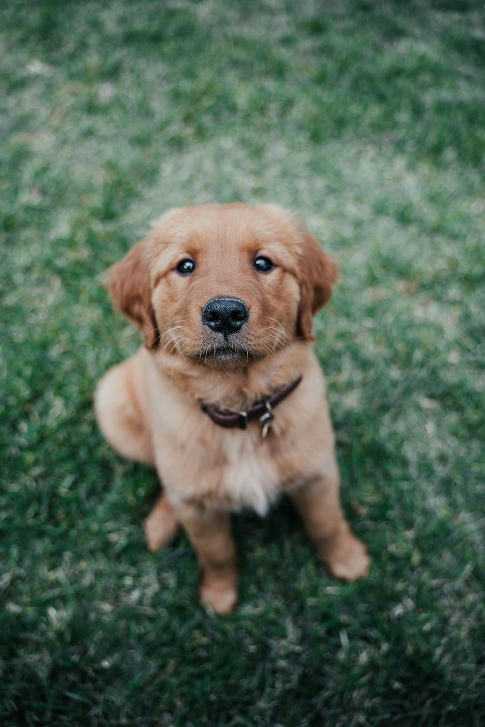 golden retriever puppy sitting on green grass field during daytime