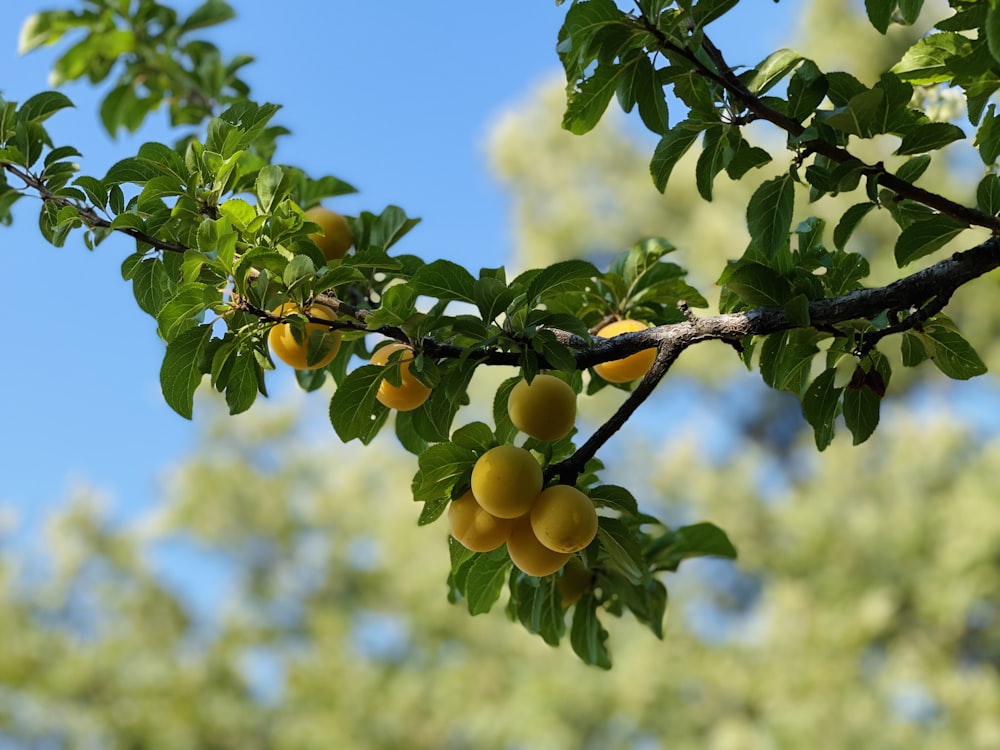 yellow round fruits on tree during daytime