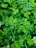 A dense cluster of vibrant green clover leaves fills the scene, with some white clover flowers interspersed among them. The leaves vary slightly in size and shape, creating a lush, textured appearance.