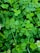 A dense cluster of vibrant green clover leaves fills the scene, with some white clover flowers interspersed among them. The leaves vary slightly in size and shape, creating a lush, textured appearance.