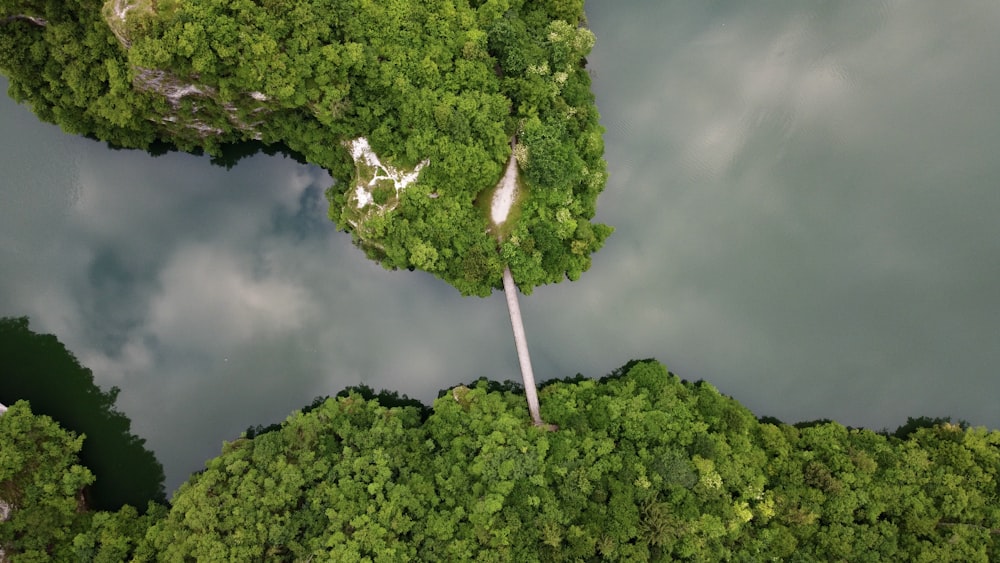 green tree on mountain under gray sky