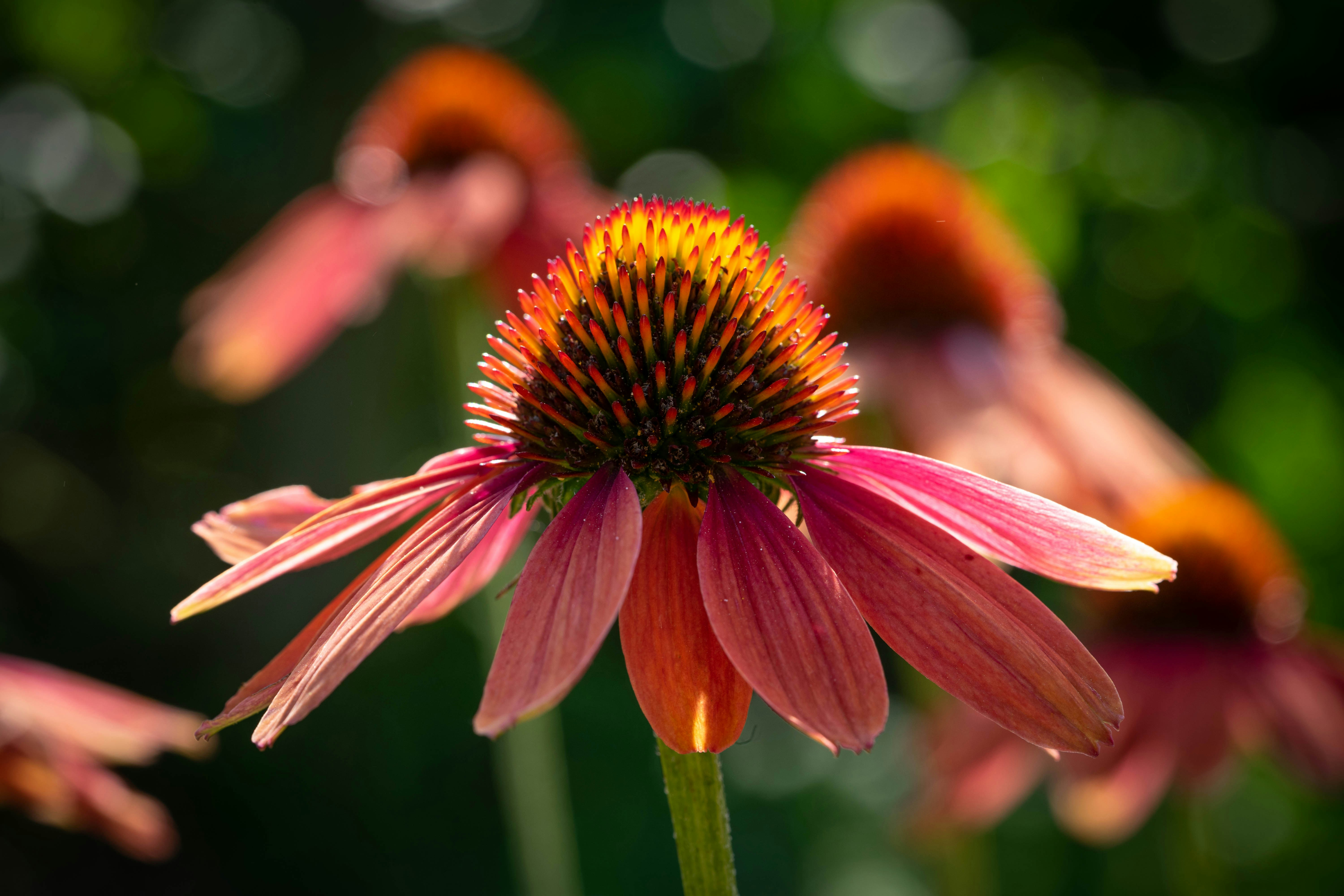 pink and yellow flower in tilt shift lens