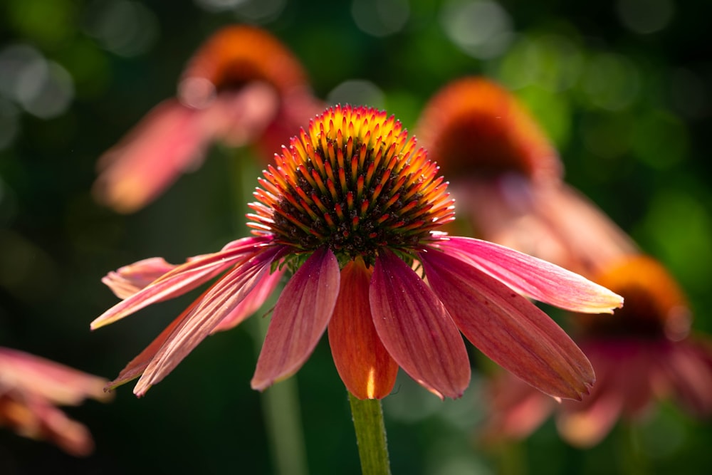 pink and yellow flower in tilt shift lens