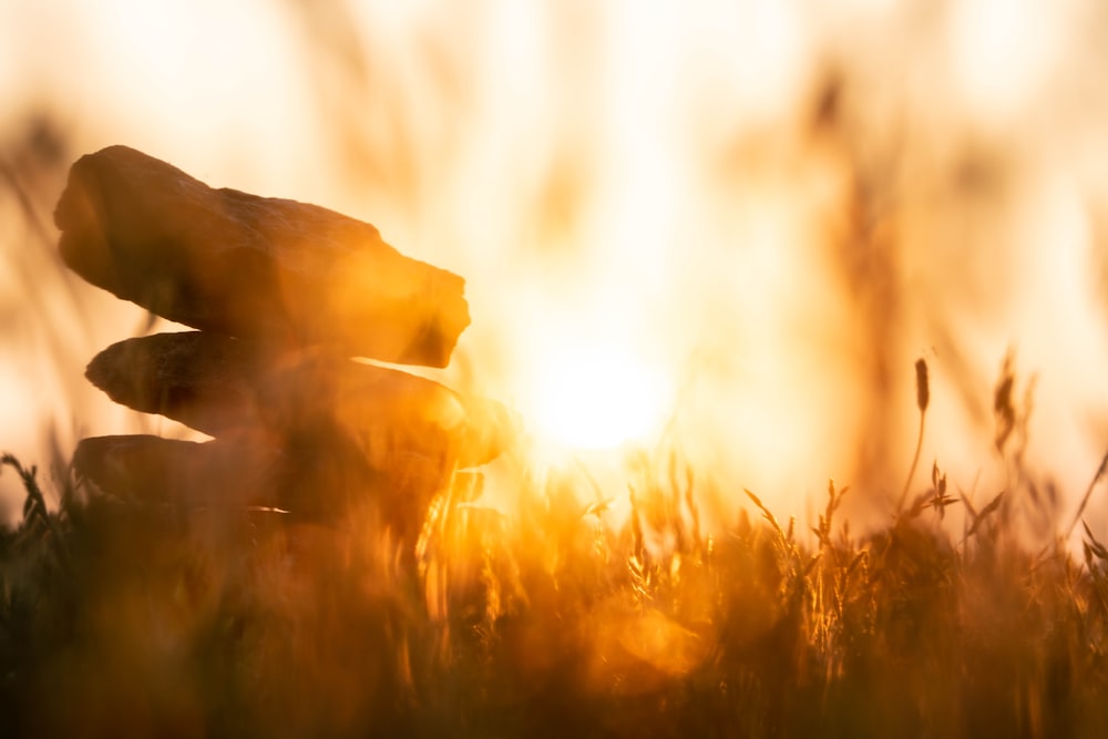 brown grass field during sunset