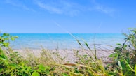 A scenic view of a calm, turquoise sea stretching towards the horizon under a clear blue sky. In the foreground, various green plants and tall grasses grow along a rocky shoreline.