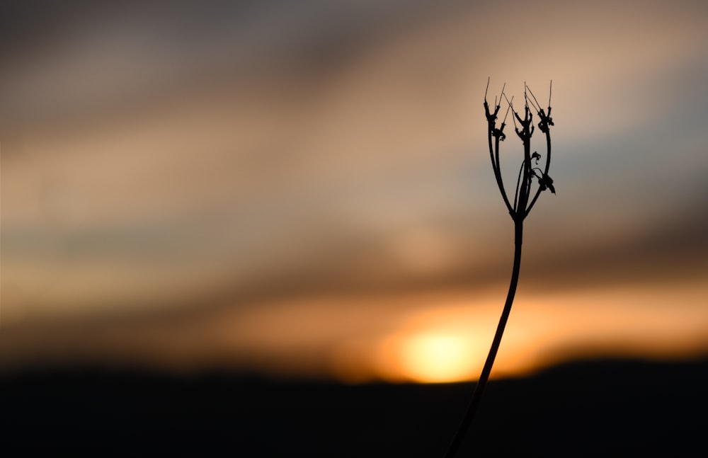 silhouette of plant during sunset