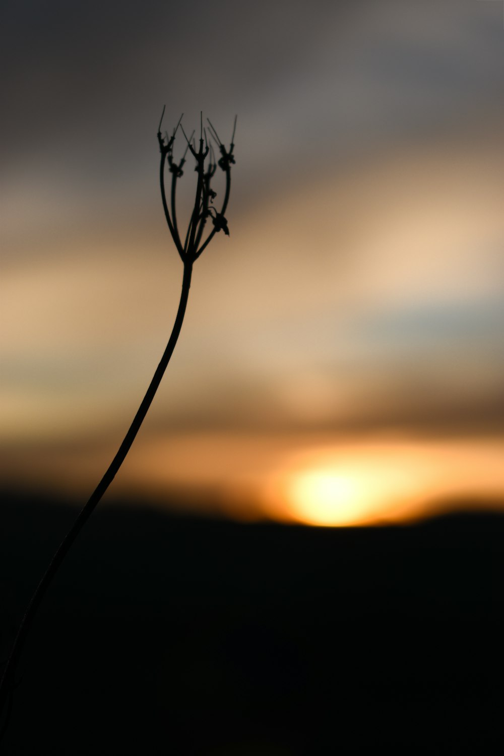 black plant in close up photography