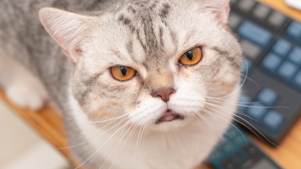 weiße und graue Katze auf blauem Textil