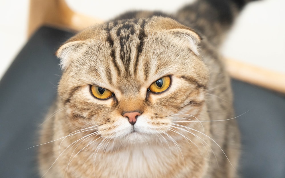 gato marrom tabby na fotografia de perto