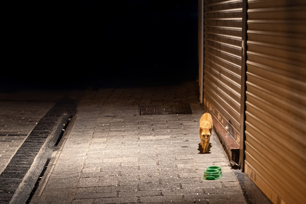 chien brun à poil court sur sol en béton gris