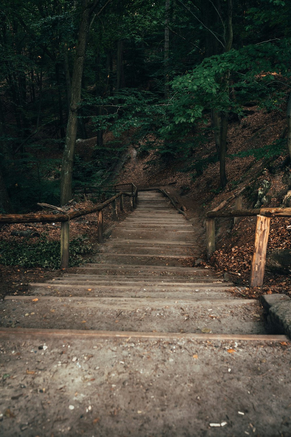 Puente de madera marrón entre árboles