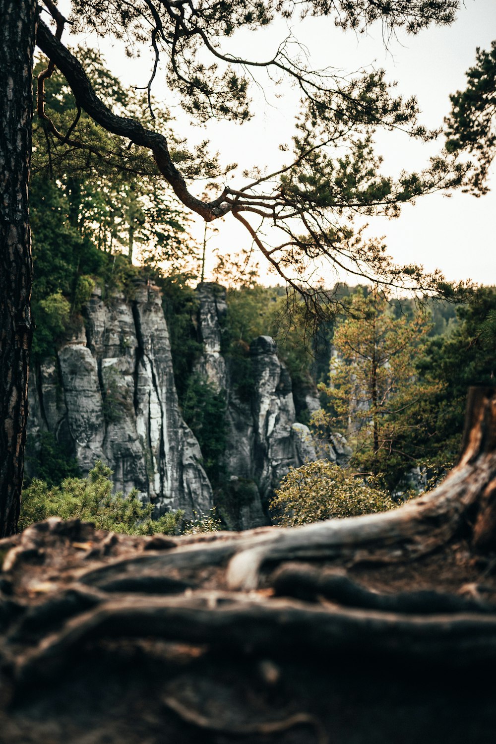 green trees on rocky mountain during daytime