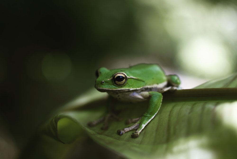 green frog on green leaf