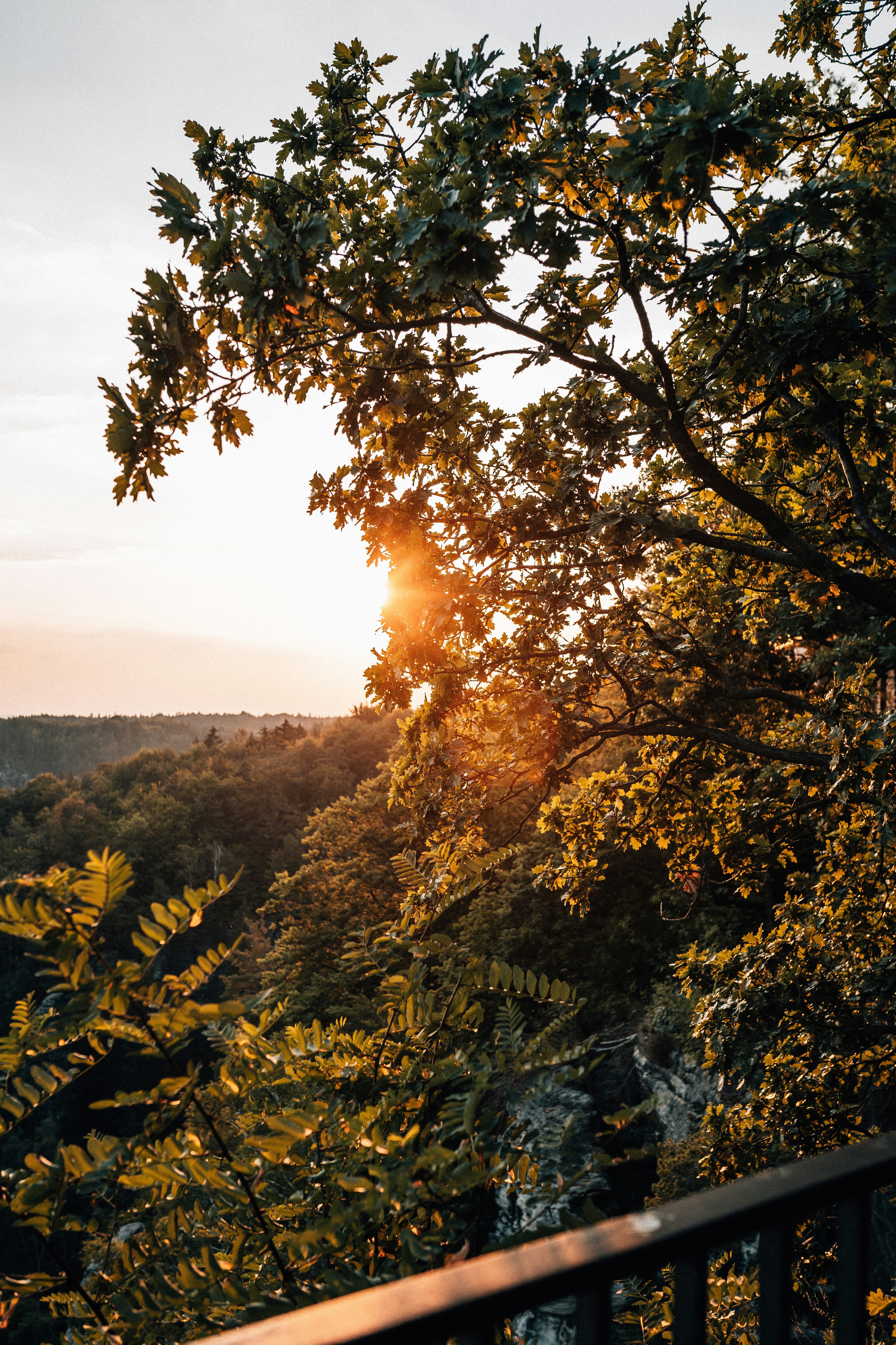 green and brown trees during daytime