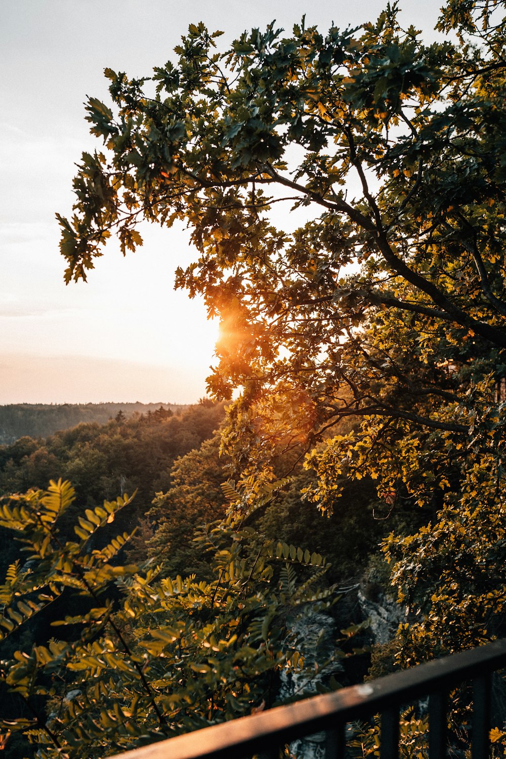 green and brown trees during daytime