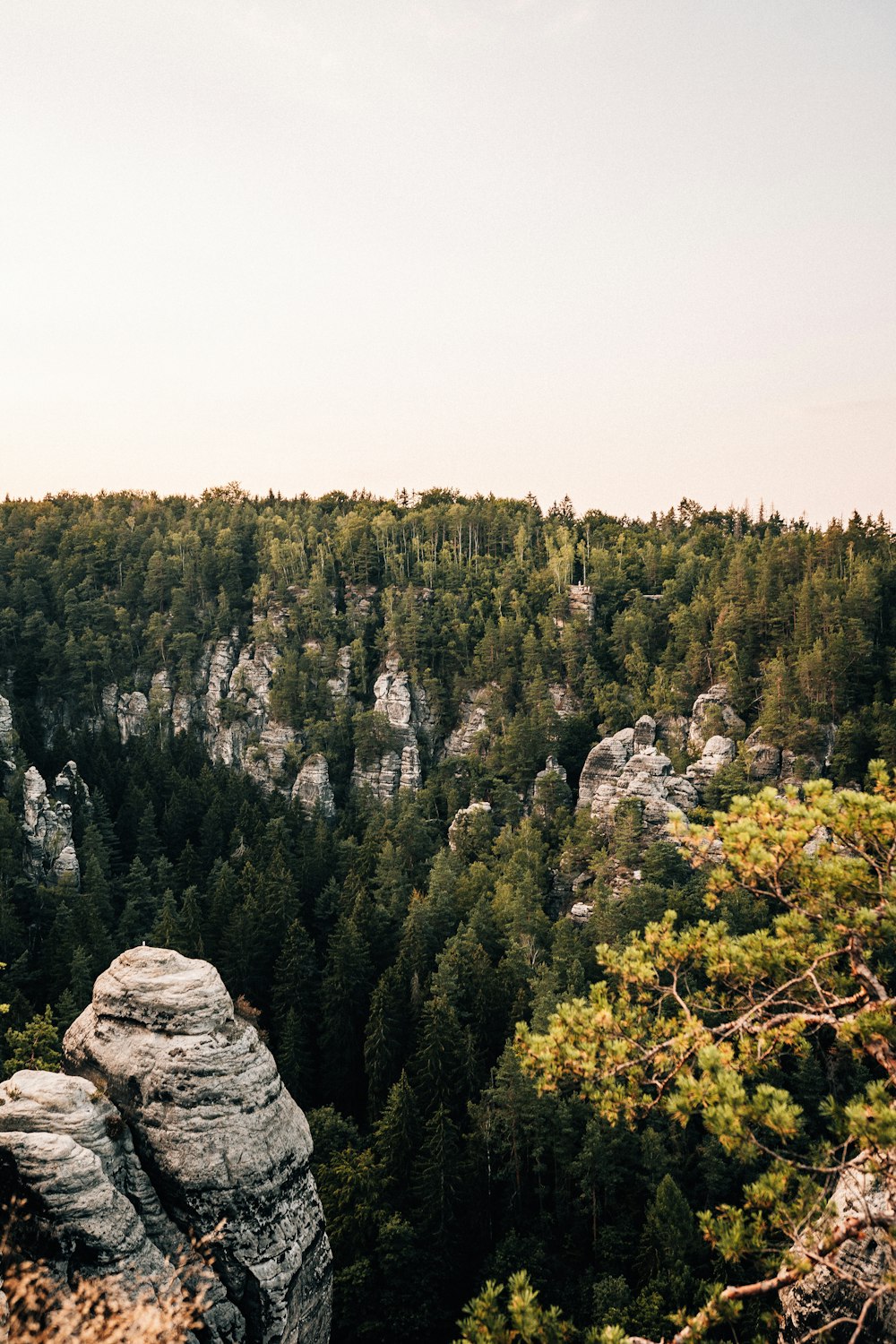 green pine trees on mountain