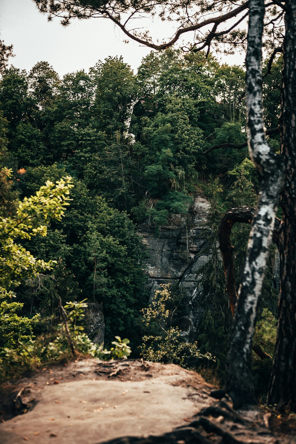 green and yellow trees near waterfalls during daytime