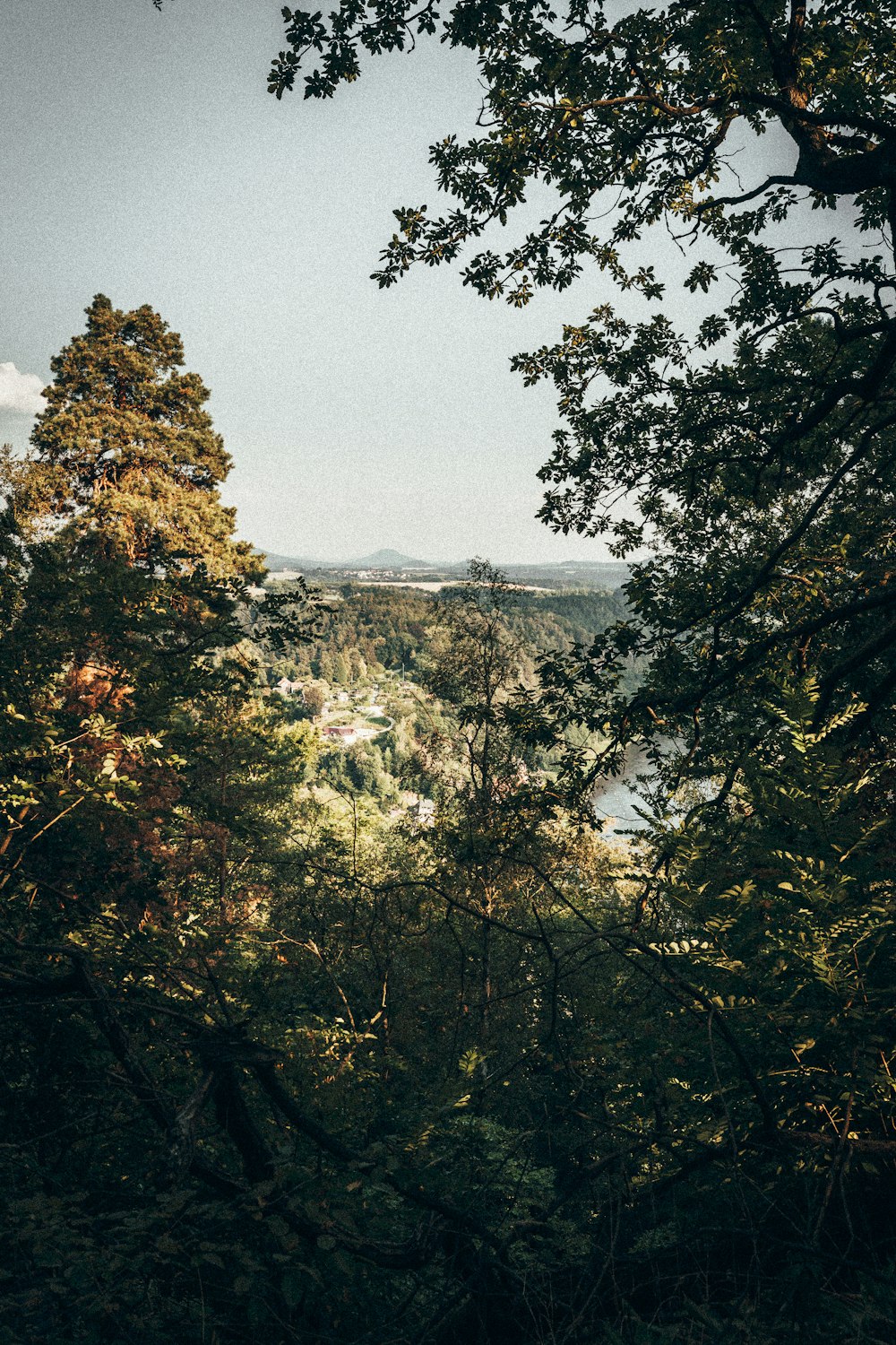 arbres verts et jaunes près du plan d’eau pendant la journée