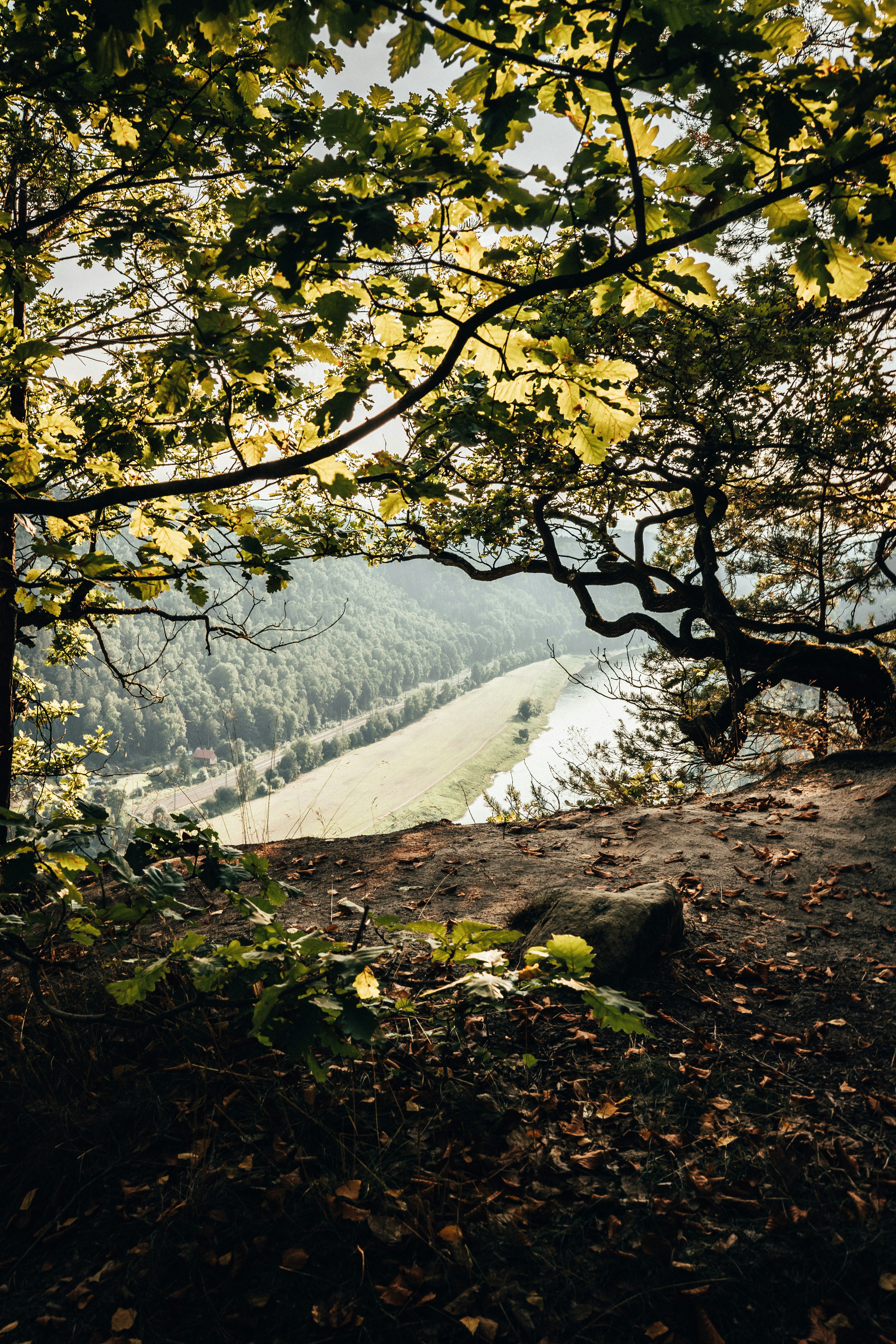 green tree near body of water during daytime