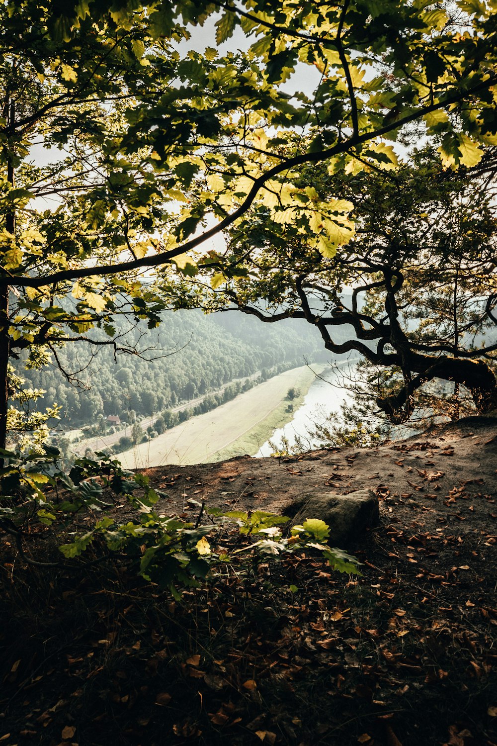 green tree near body of water during daytime