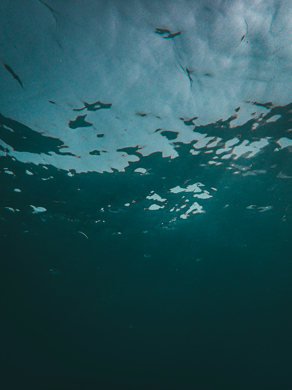 banc de poissons dans le plan d’eau