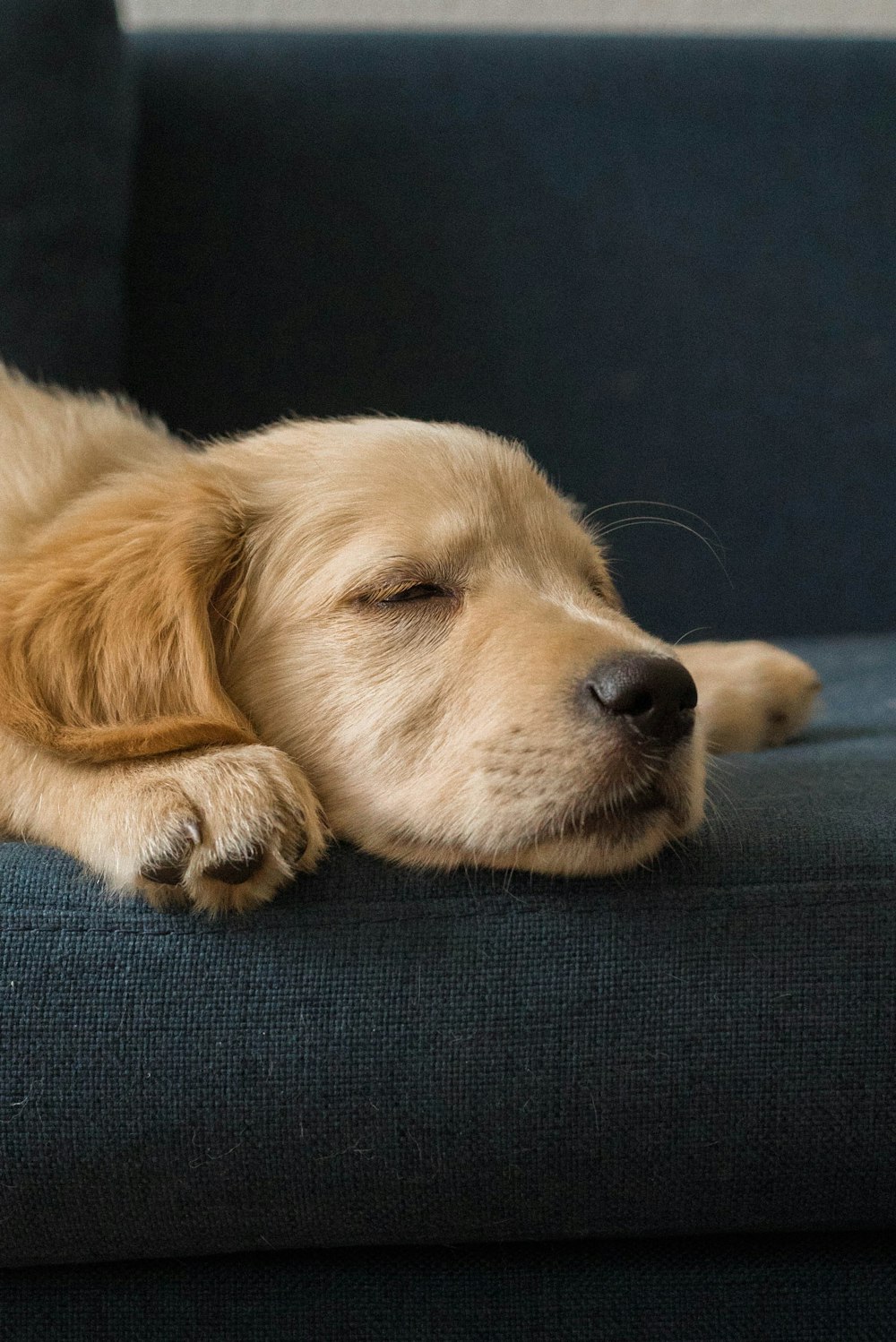 golden retriever lying on blue textile