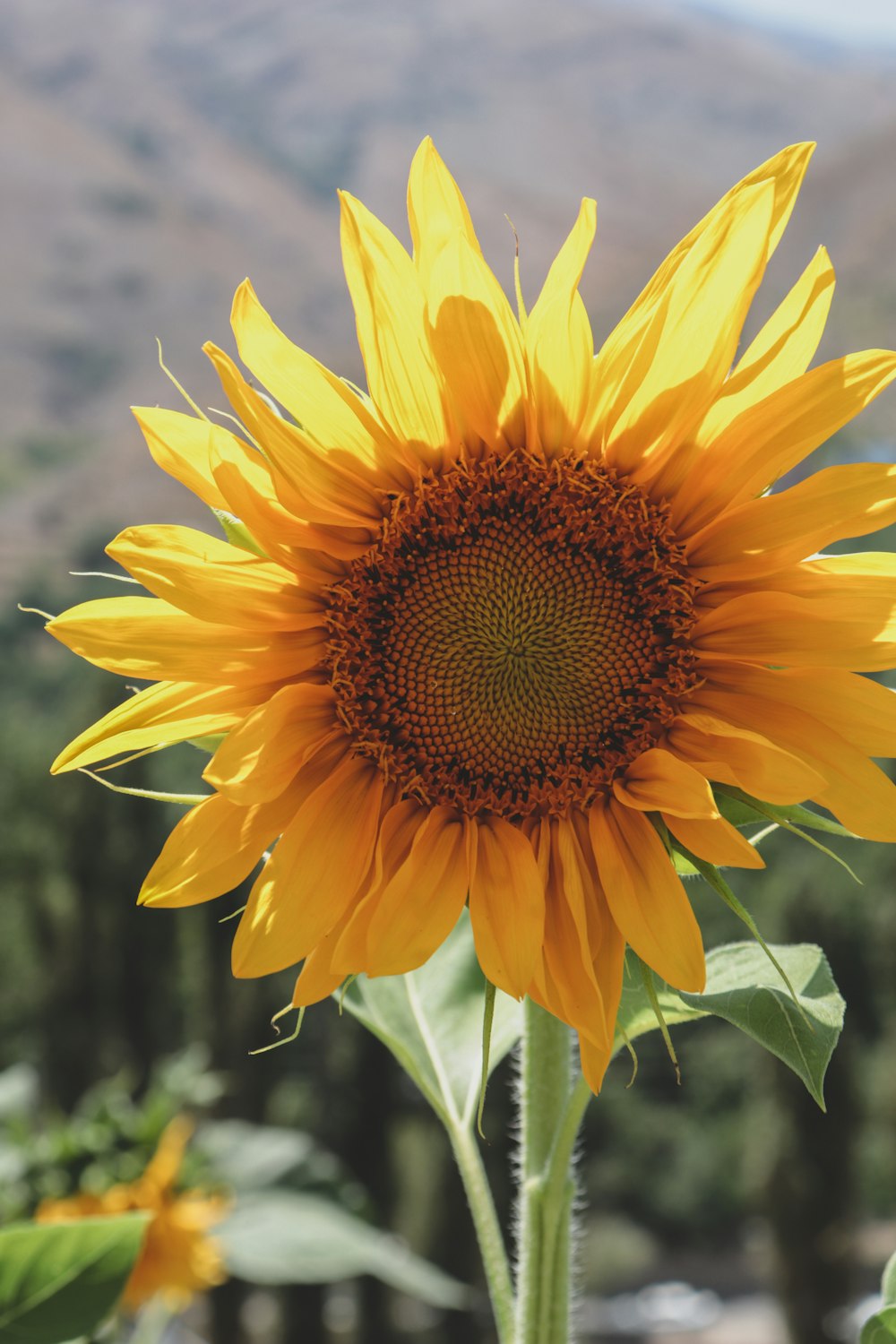 yellow sunflower in close up photography