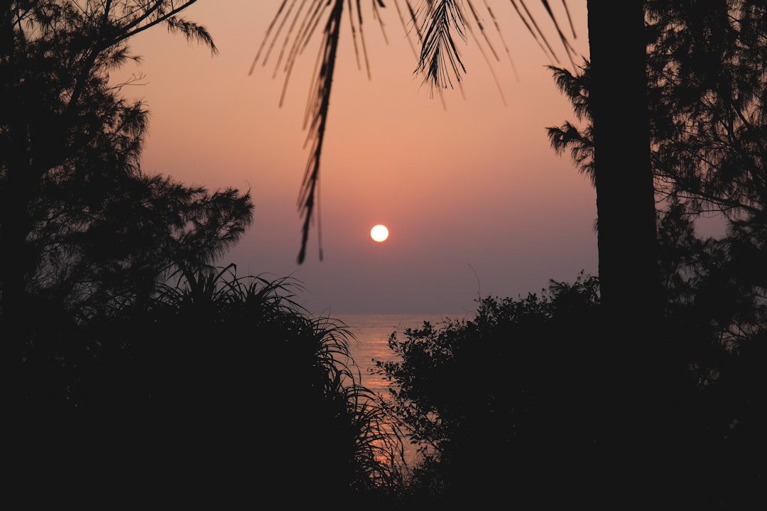 silhouette of trees during sunset