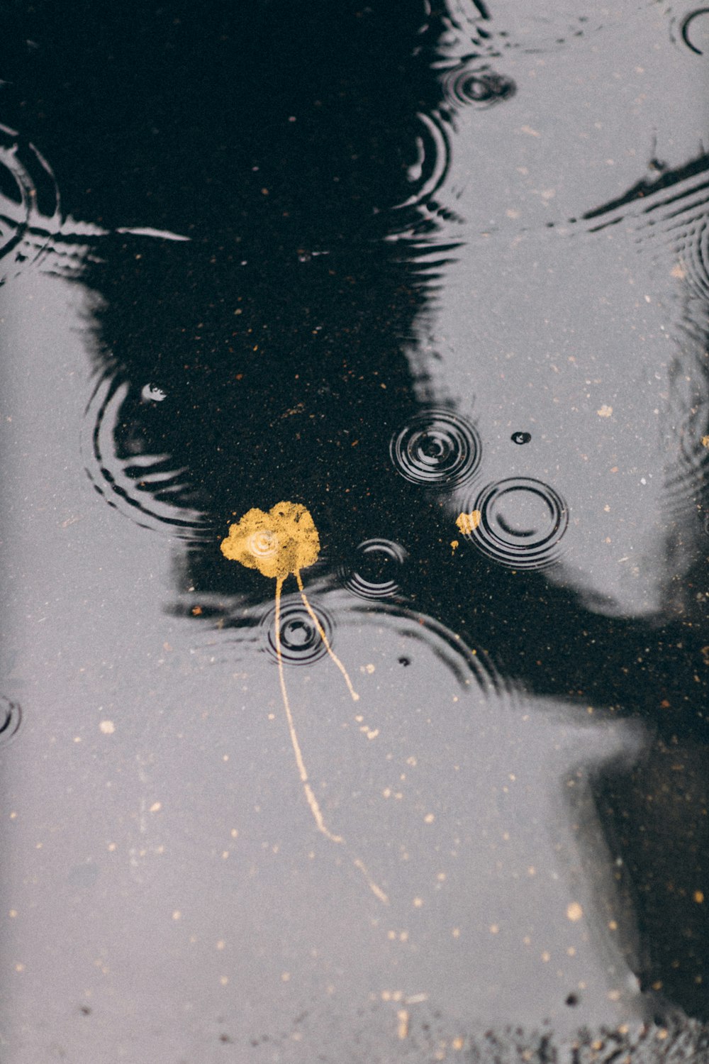 brown frog on water during daytime